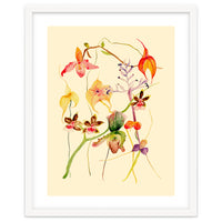 Orchids #1