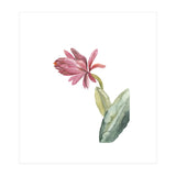 Botanical Illustration Pink Cactus Flower (Print Only) thumbnail