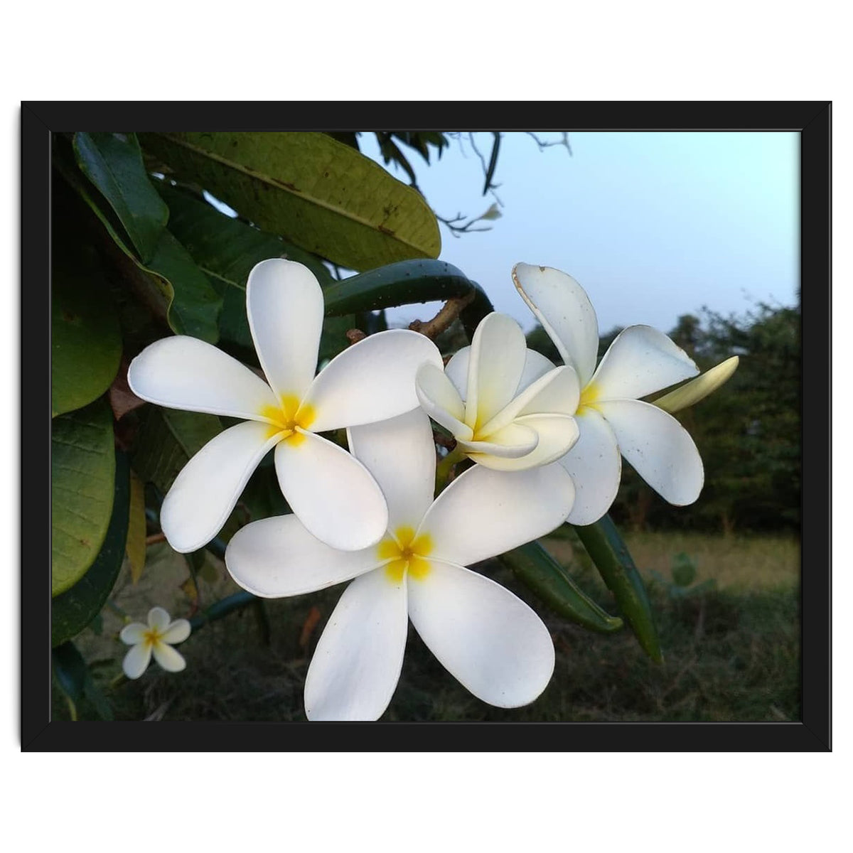 Frangipani