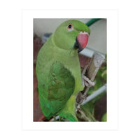 Lucky Indian Parakeet (Print Only)