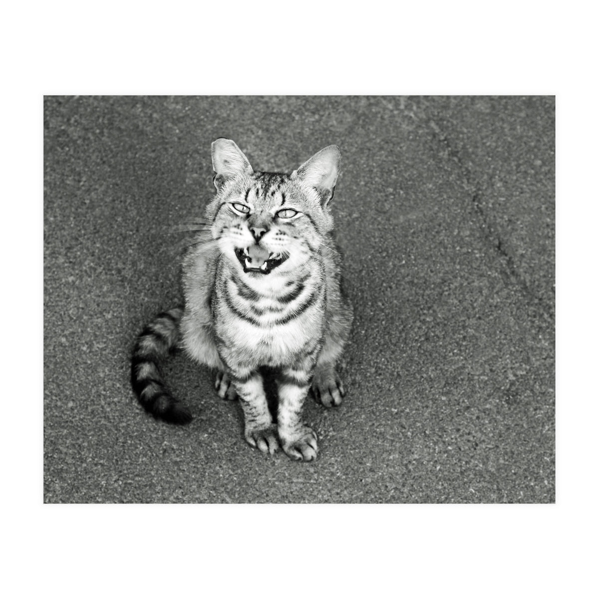 Cat (Print Only)