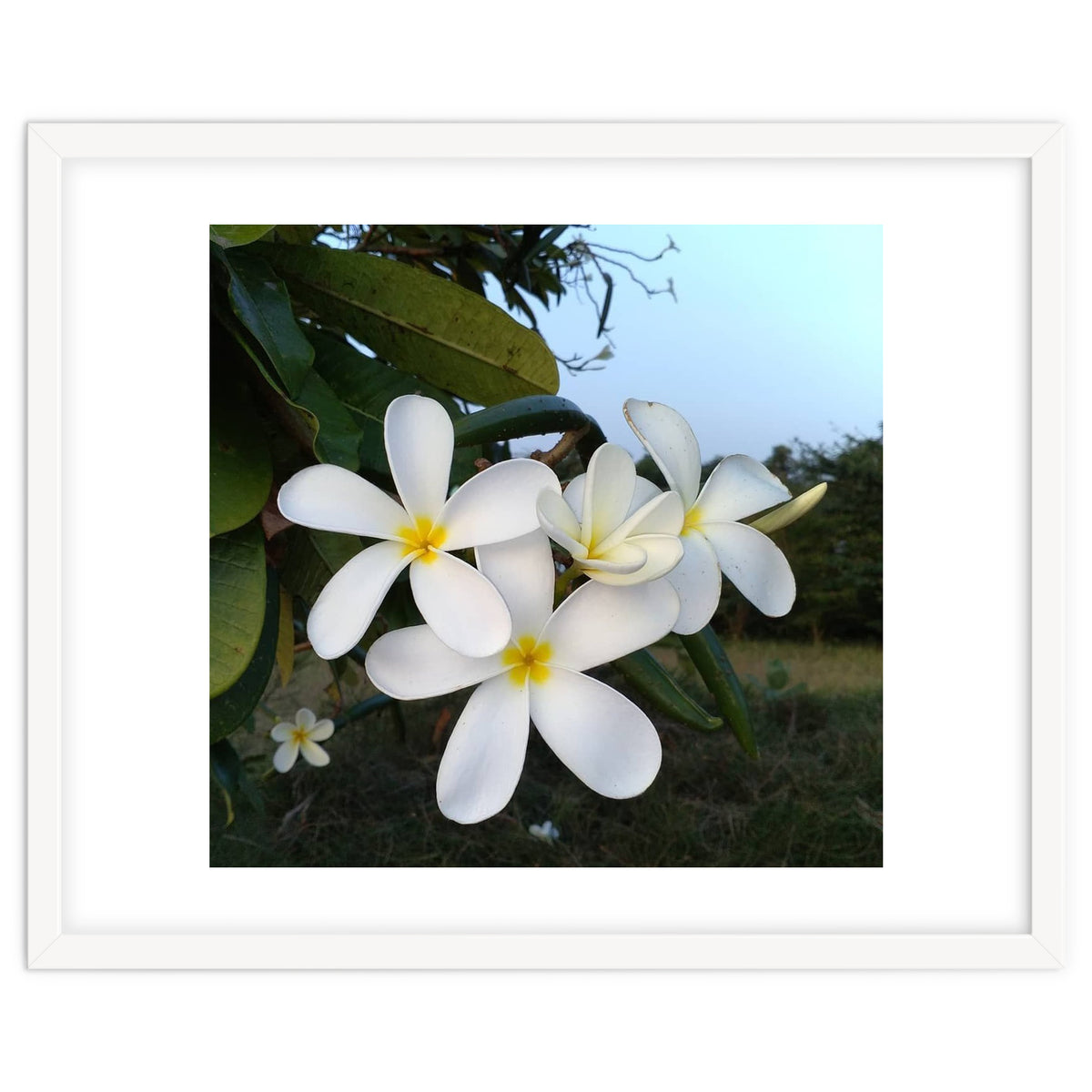 Frangipani