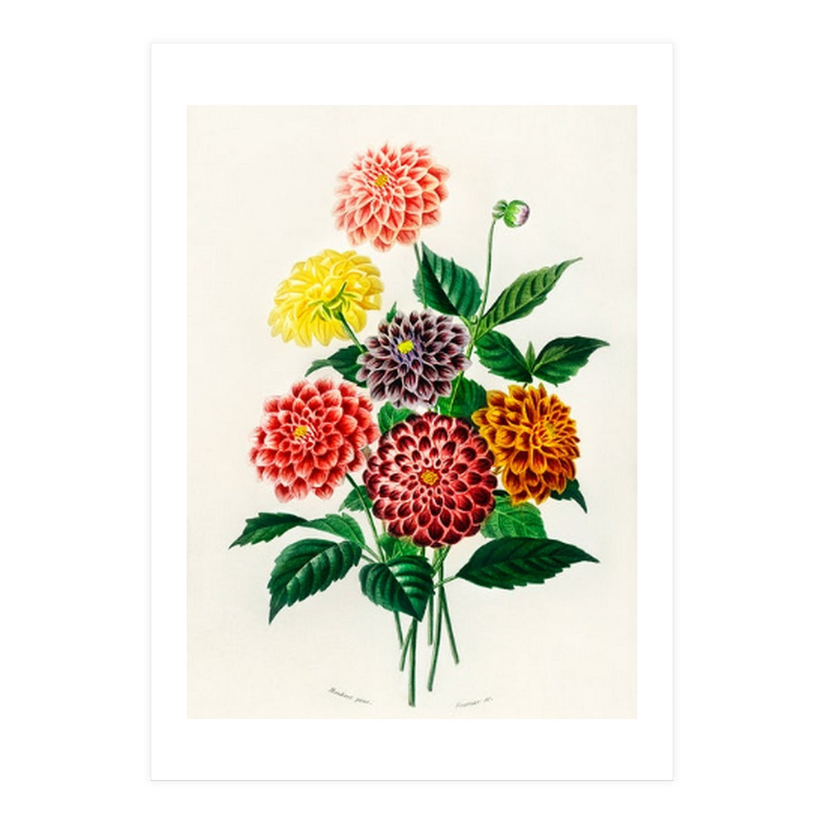 Dahlia illustrated (Print Only)