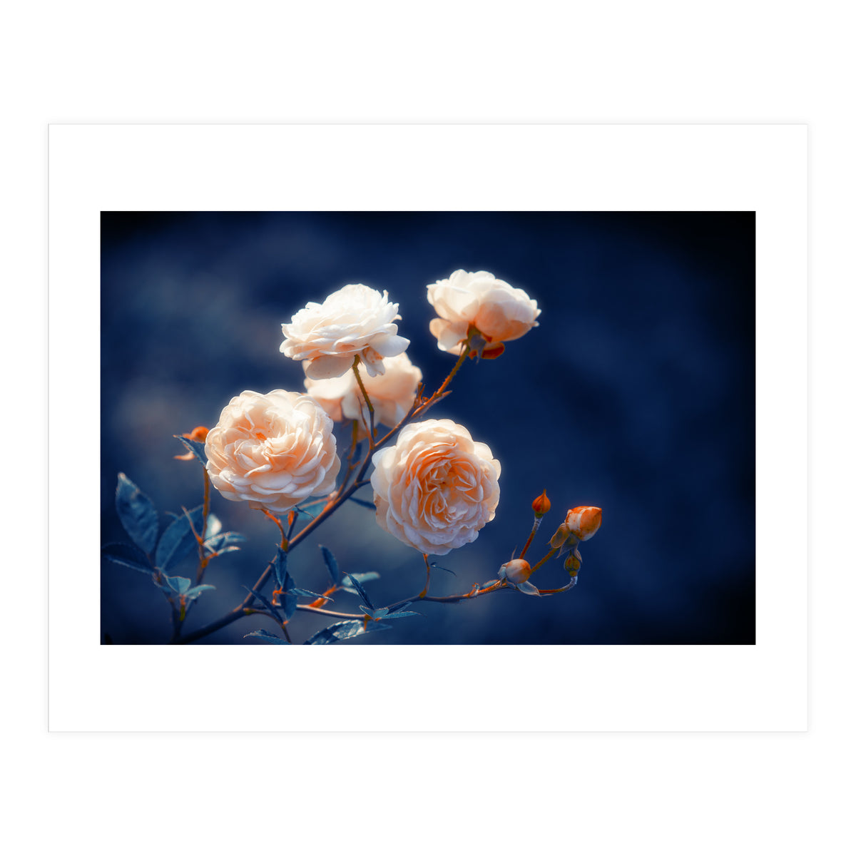 Rose Garden (Print Only)