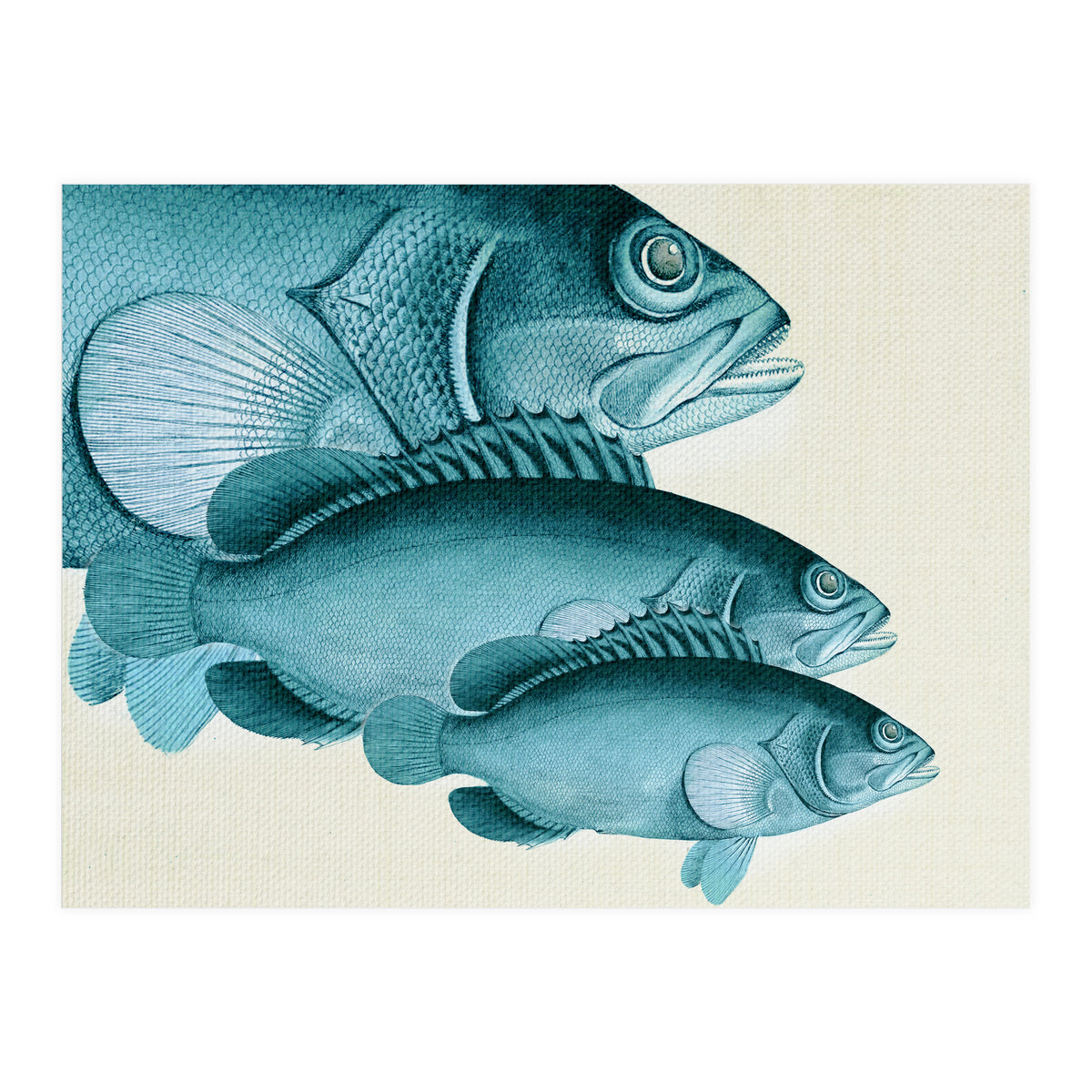 Fish Classic Designs 4 (Print Only)