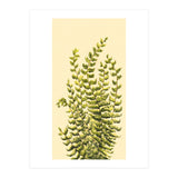 Fern (Print Only) thumbnail