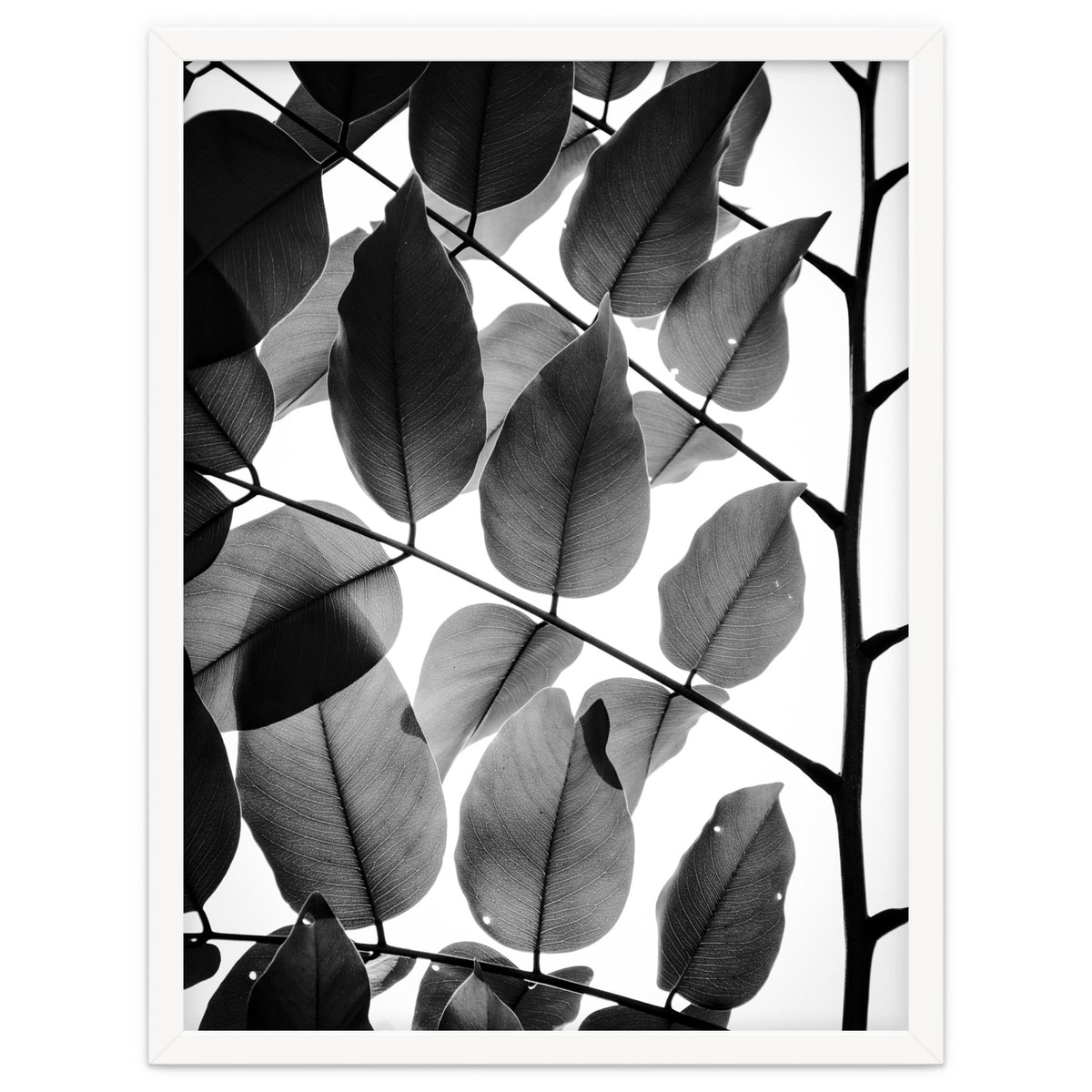 Branches and Leaves II