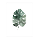 Botanical Illustration Monstera Leaf (Print Only) thumbnail