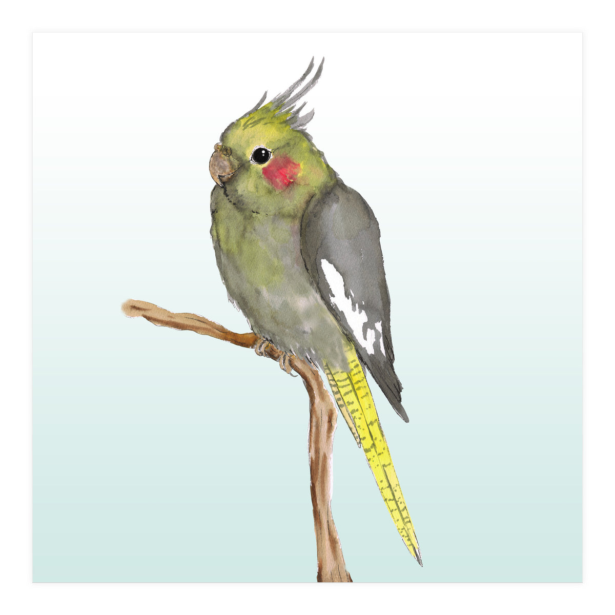 Cute cockatiel 	 (Print Only)