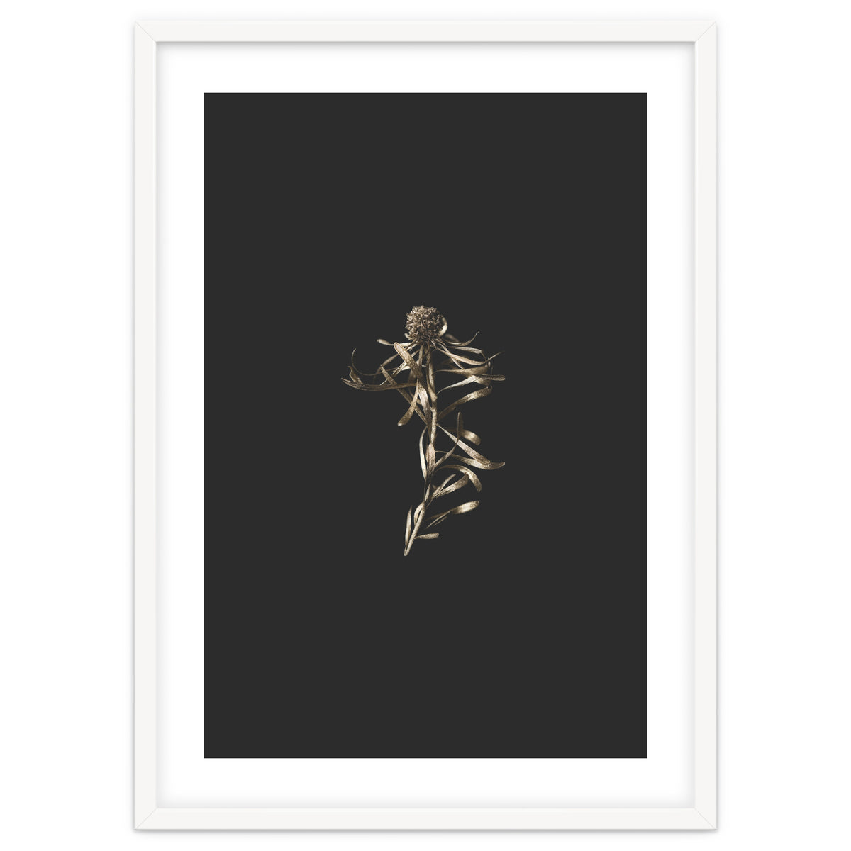 Magical Golden Fynbos