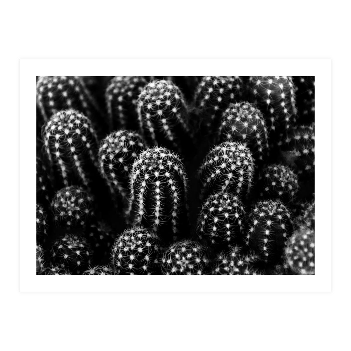 Cactus (Print Only)