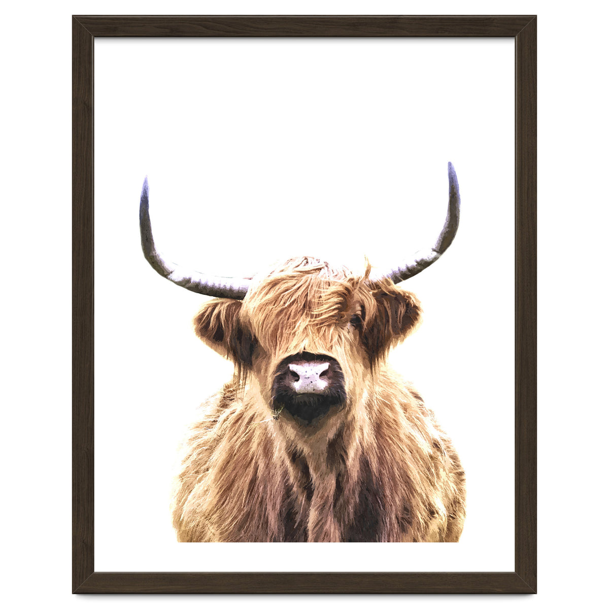 Highland Cow Portrait