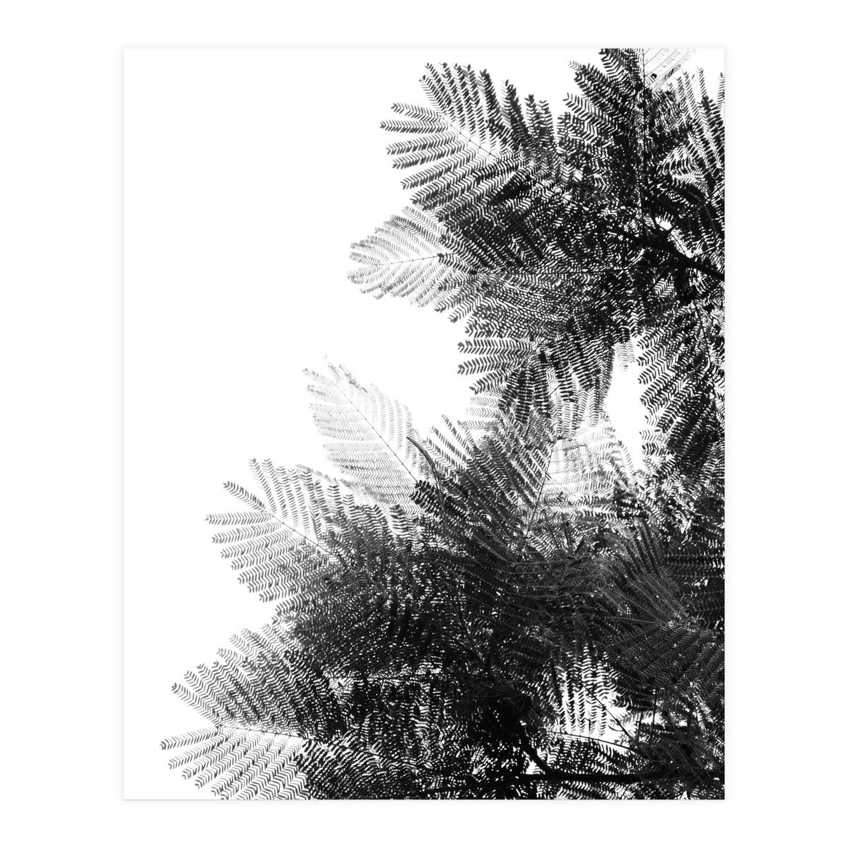 The Tree Top I (Print Only)