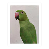 Cute Indian Parakeet (Print Only) thumbnail