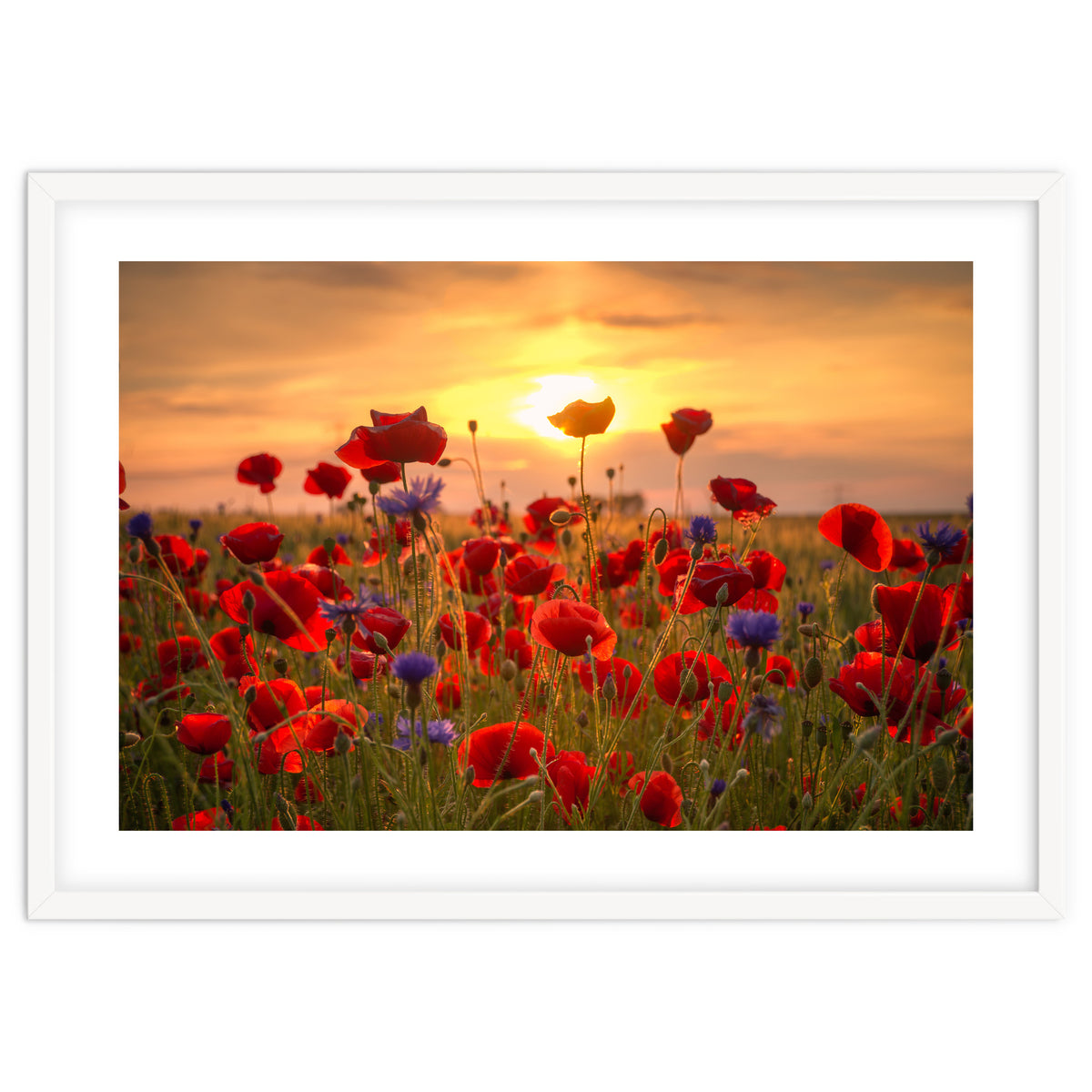 Poppies Sunset