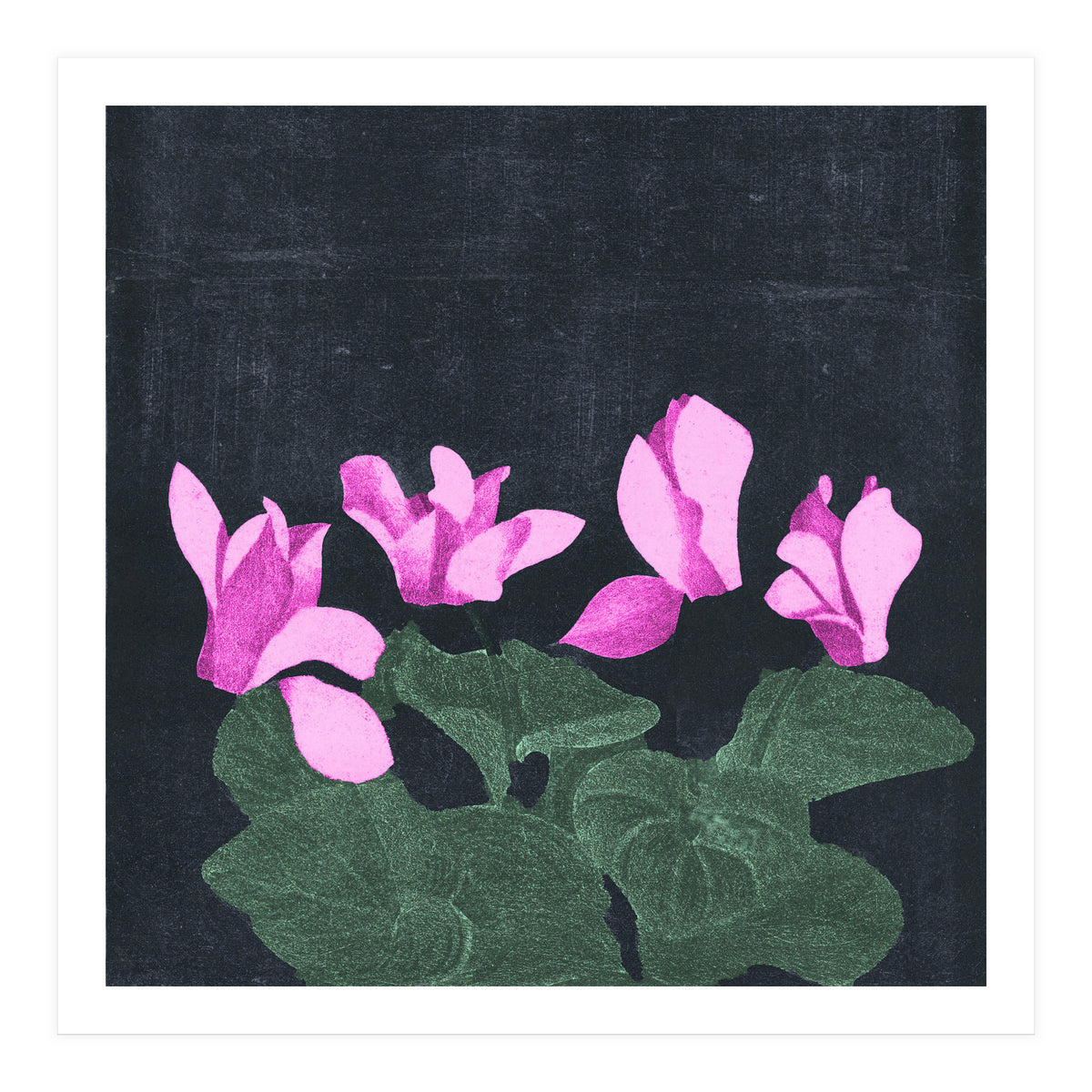 Cyclamen  (Print Only)