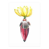 Botanical Illustration Banana (Print Only) thumbnail