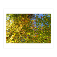 Colors Of Fall (Print Only)