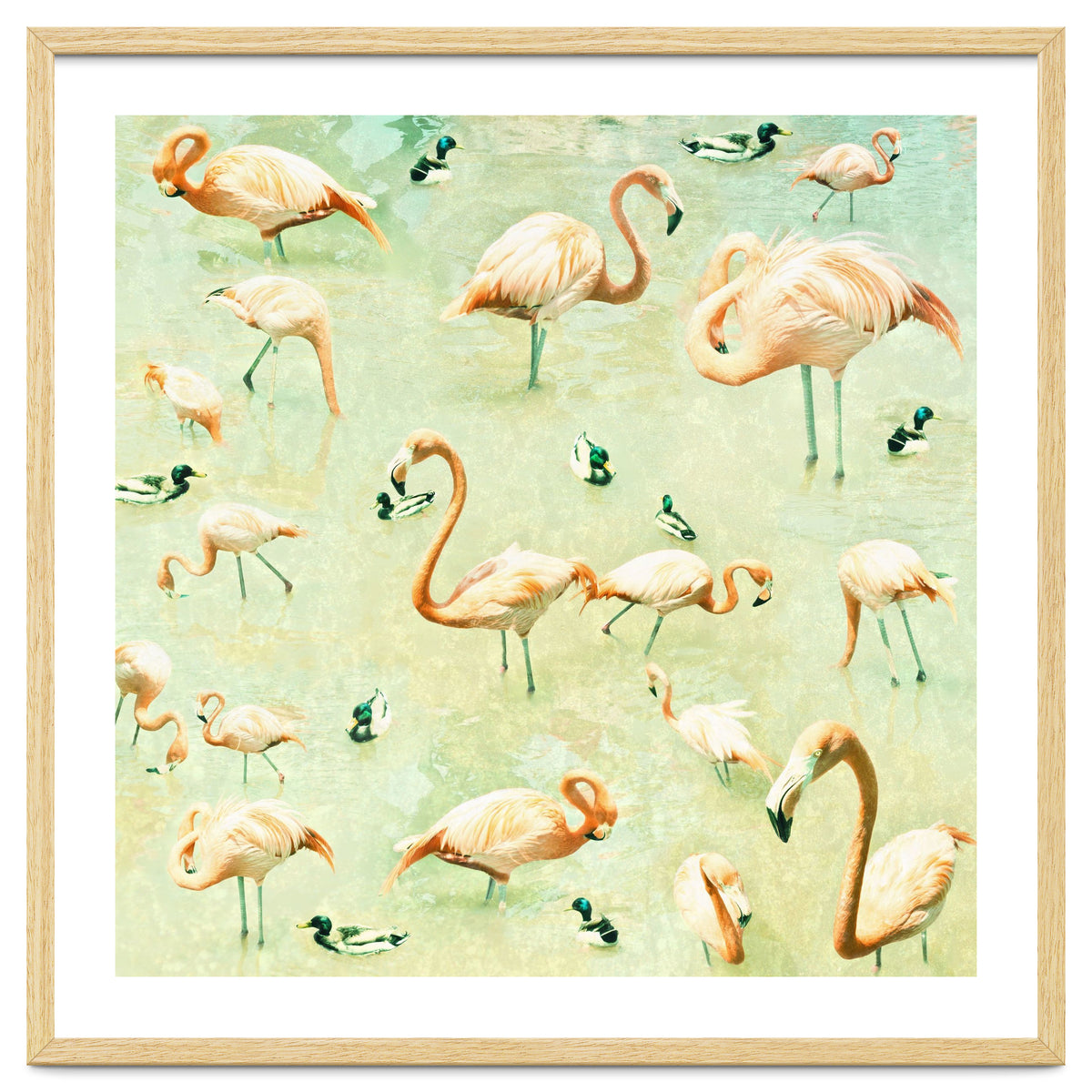 Flamingos
