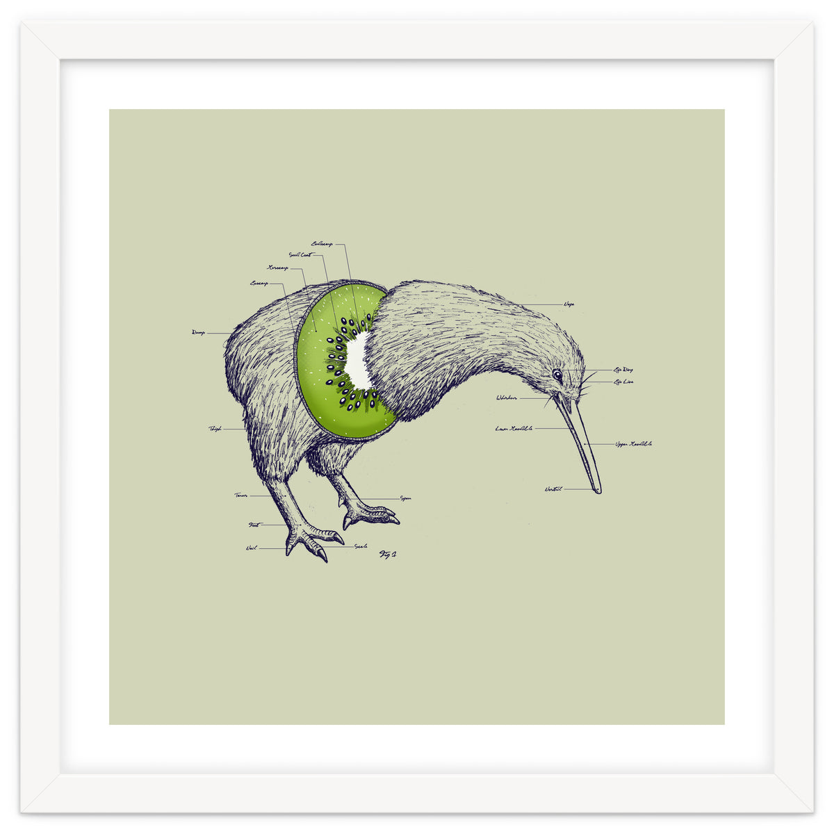 Kiwi Anatomy