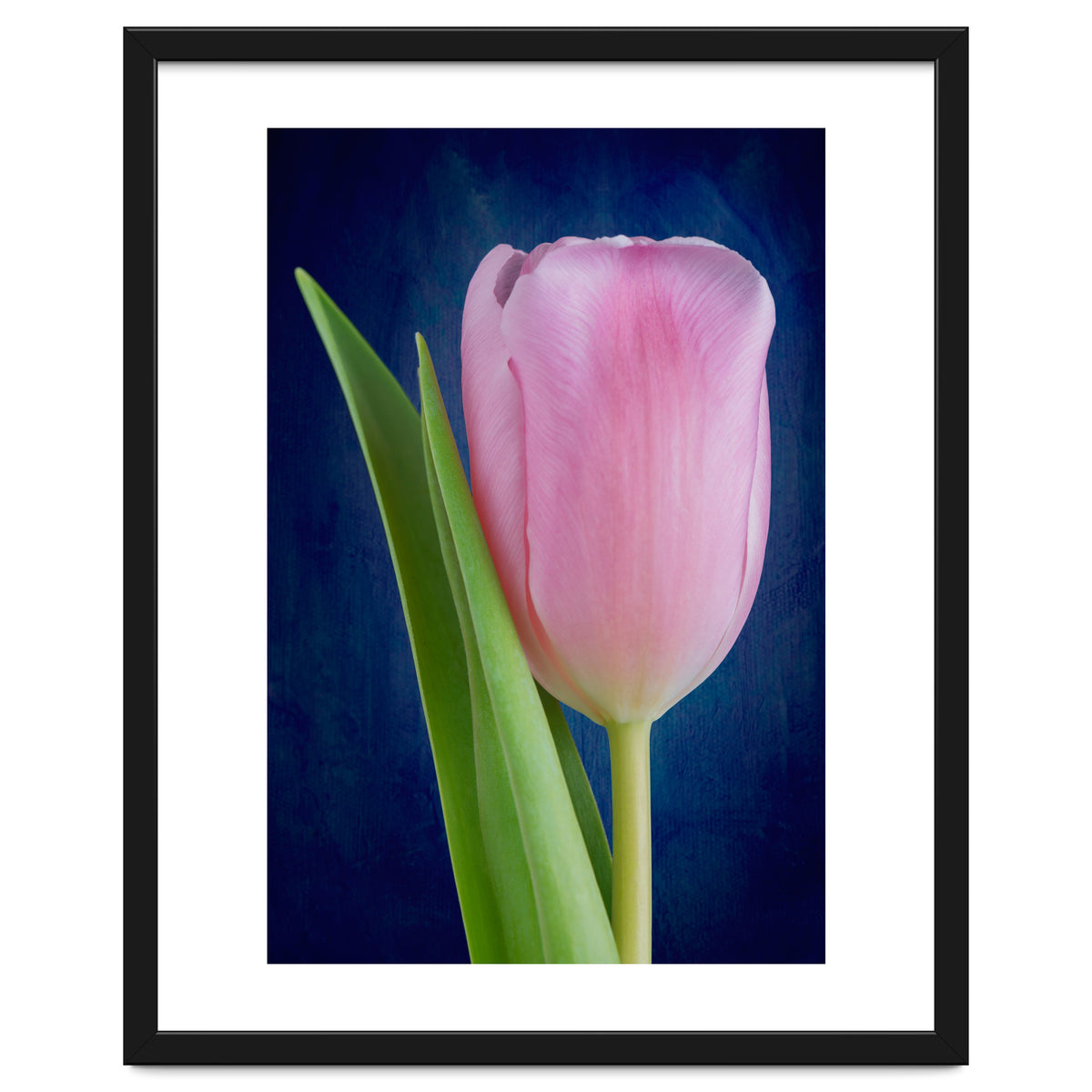 Tulip