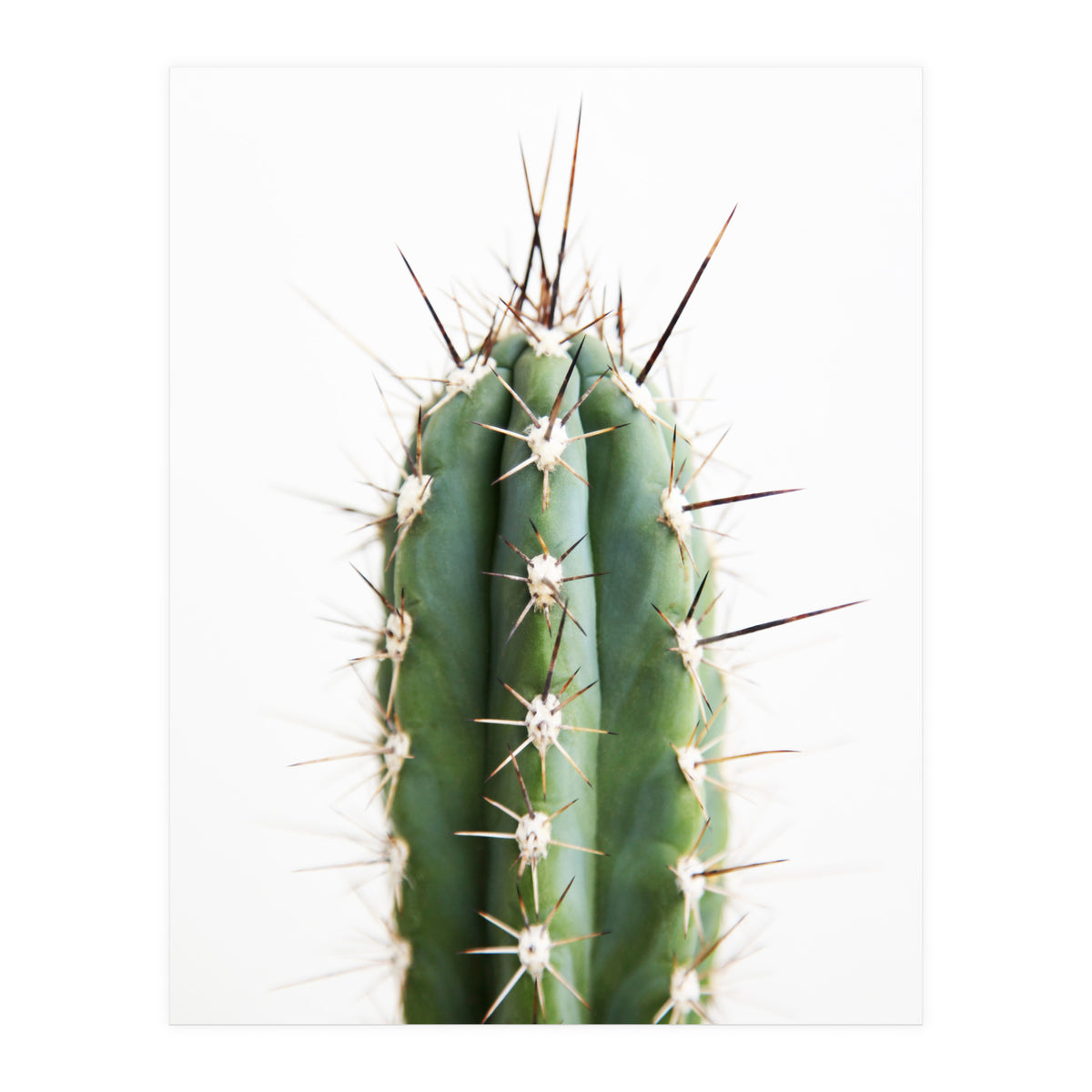 Cacti (Print Only)