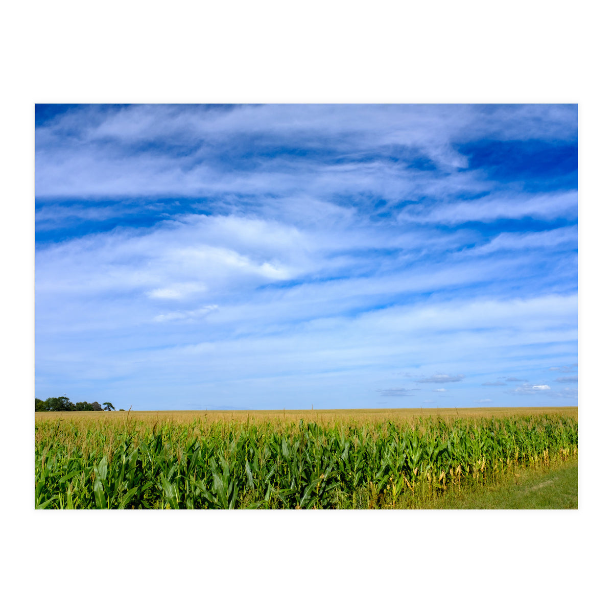 Illinois Cornfield (Print Only)