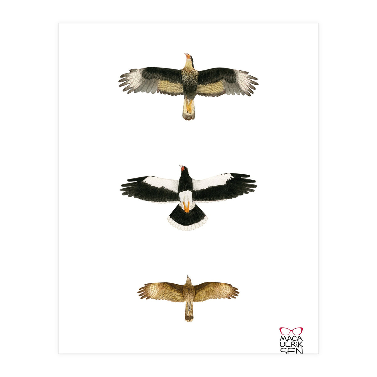 Falconidae n.2 (Print Only)