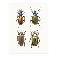 Cc Insects 09 (Print Only)