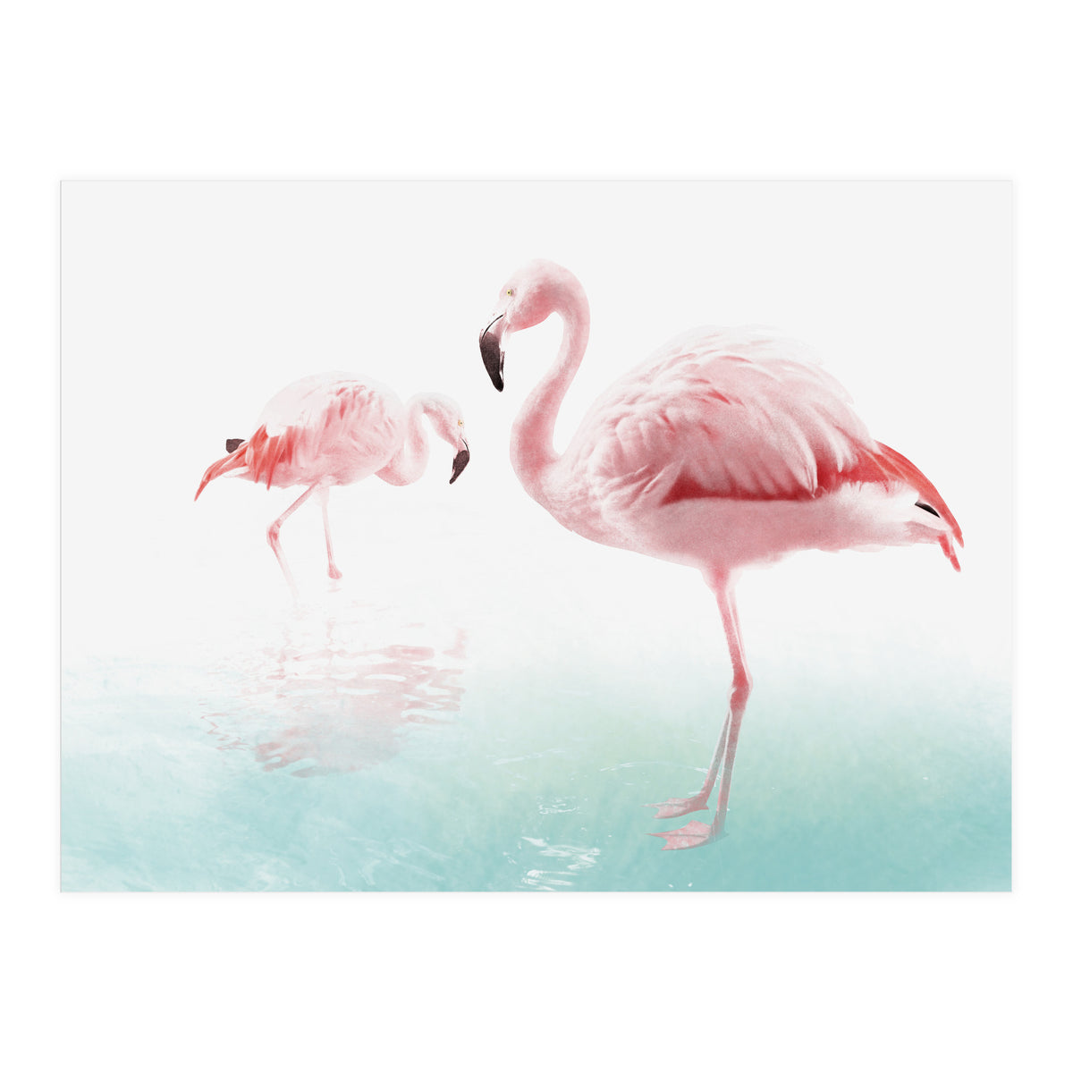Flamingos (Print Only)
