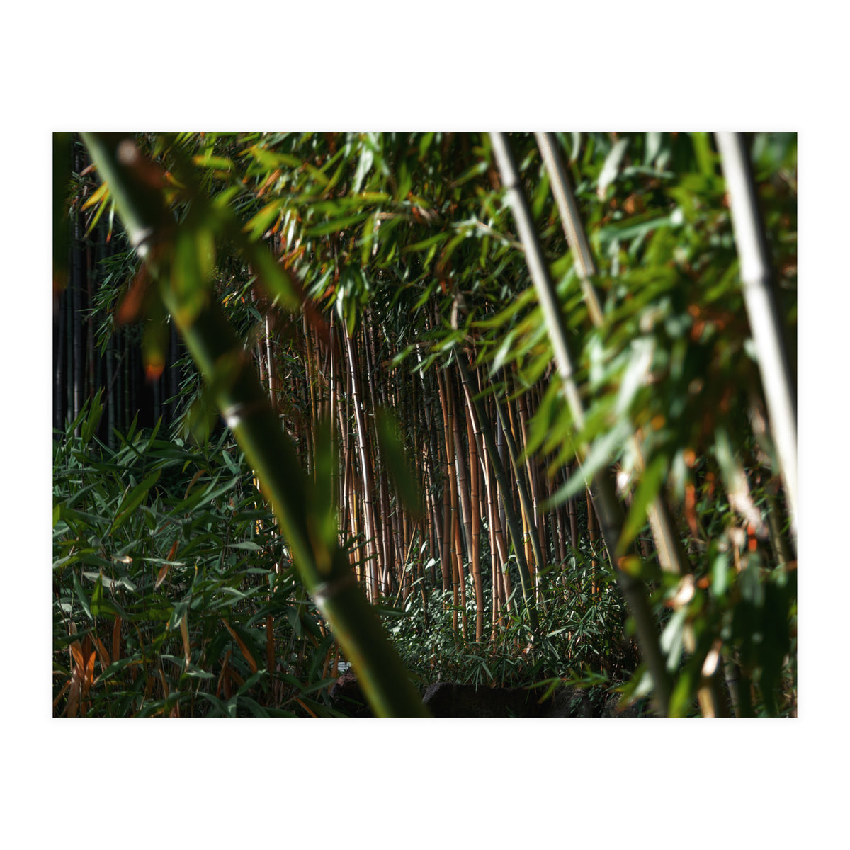 Scorpion (Print Only)