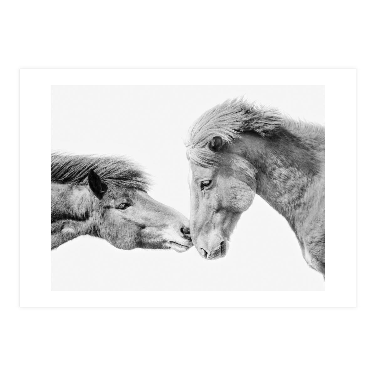 Horse Love in Iceland (Print Only)