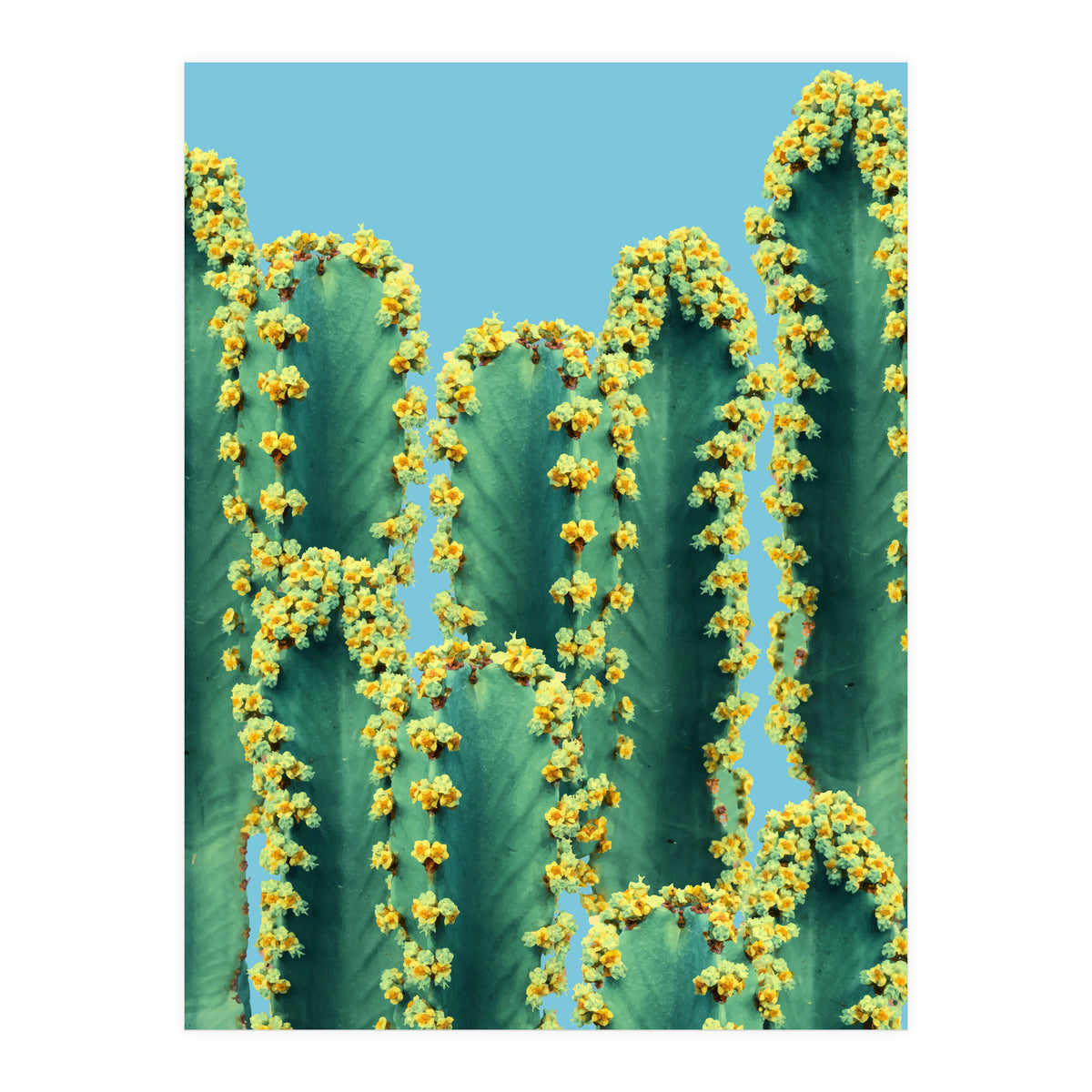 Adorned Cactus V2 (Print Only)