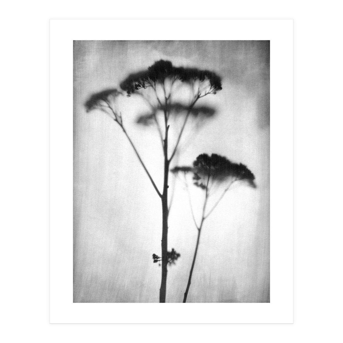 Sedum (Print Only)