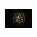 Backyard Flowers No 100 Sepia Version (Print Only) thumbnail