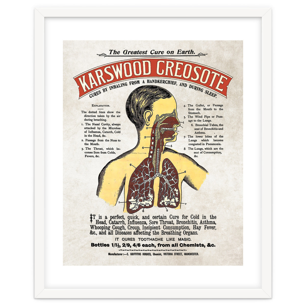 anatomy digestive system poster
