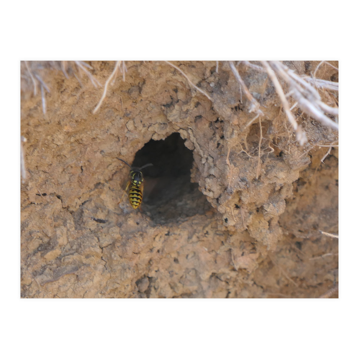 Wasp World (Print Only)