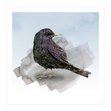 A watercolor drawing of a starling (Print Only) thumbnail