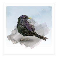 A watercolor drawing of a starling (Print Only)