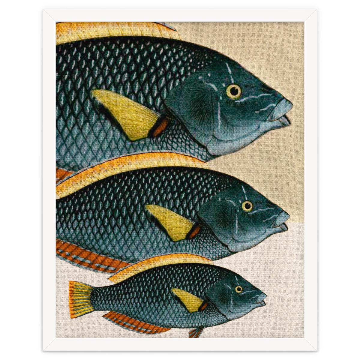 Fish Classic Designs 10