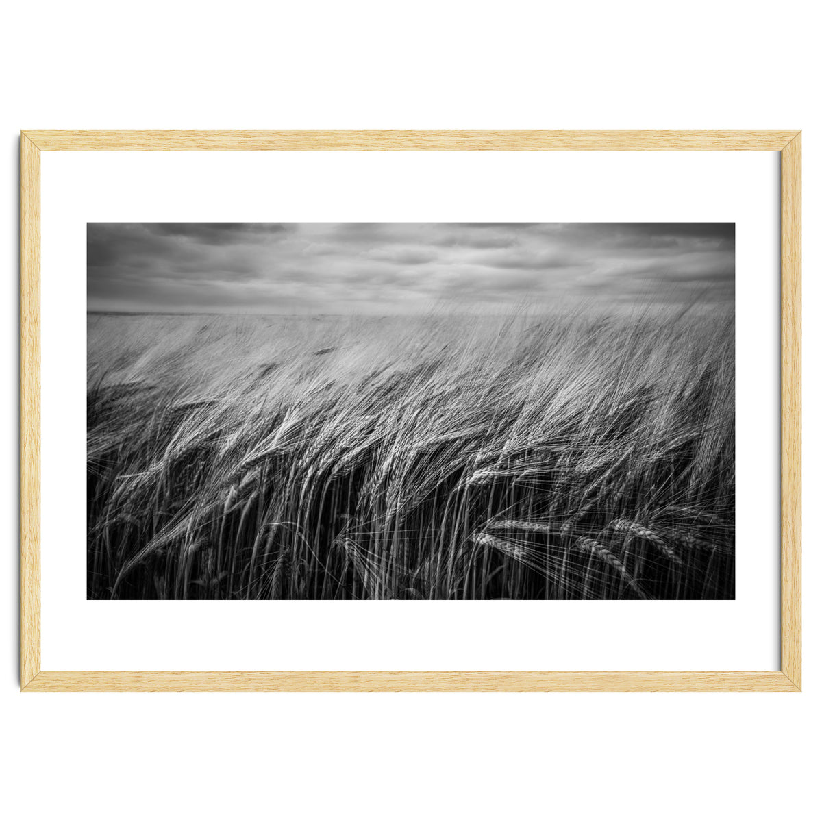 Moody Barley Field