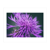 Amethyst (Print Only) thumbnail