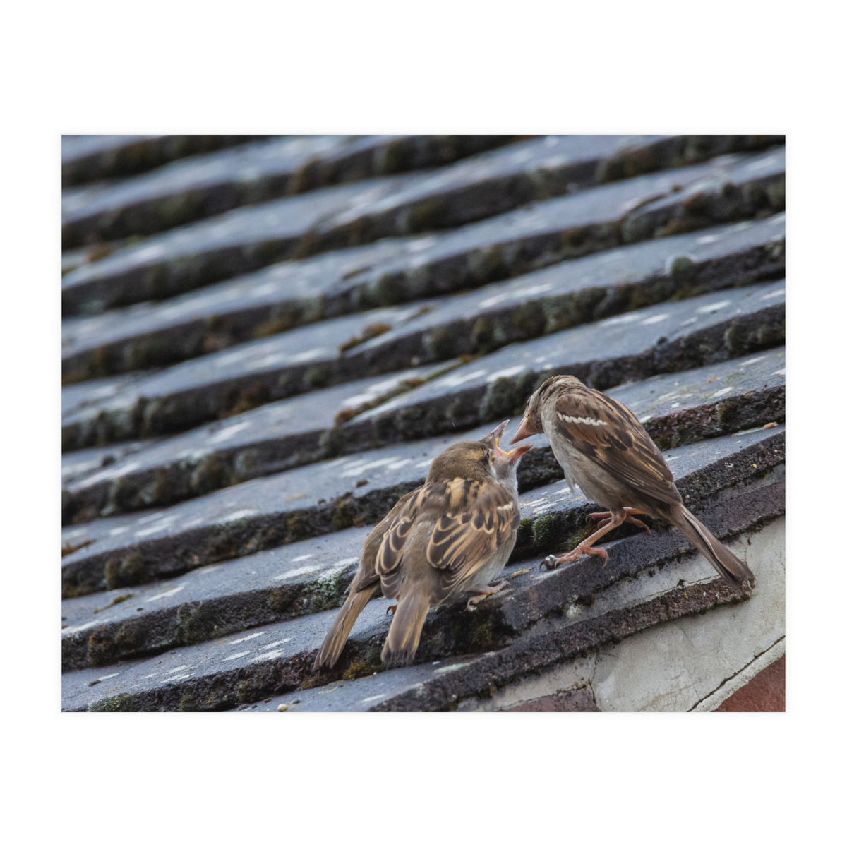 Feeding (Print Only)