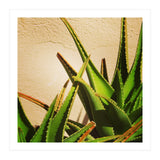 cacti and sunshine (Print Only) thumbnail