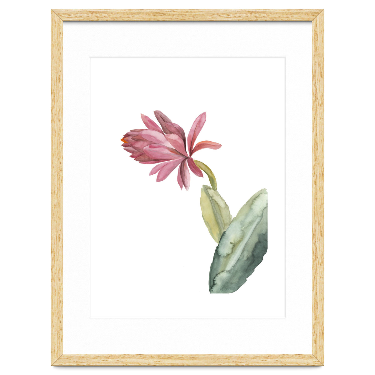 Botanical Illustration Pink Cactus Flower