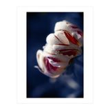 Drops White Flower (Print Only) thumbnail
