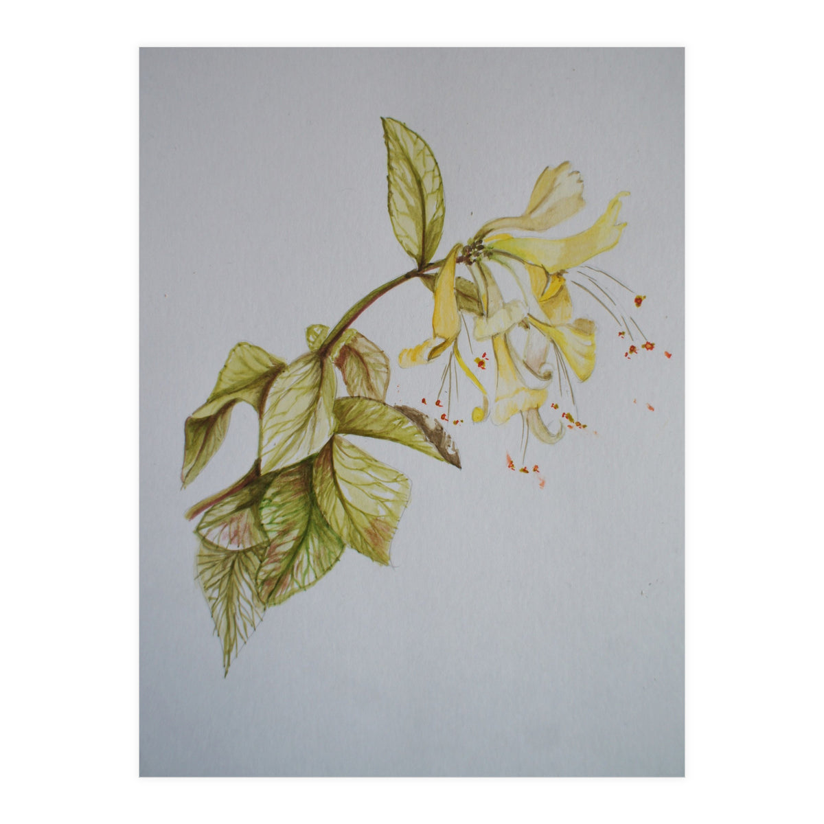 Honeysuckles (Print Only)