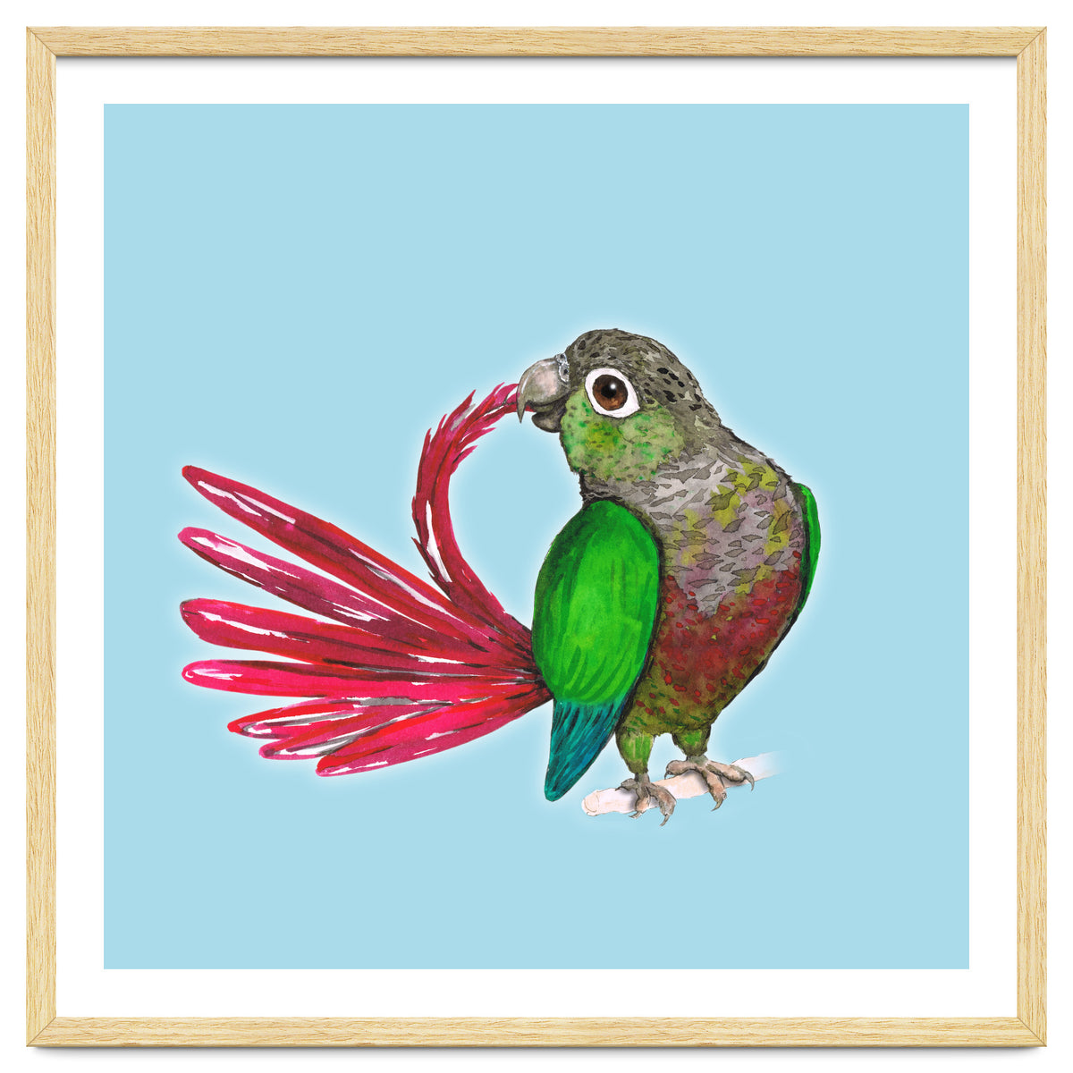 Preening green-cheeked conure