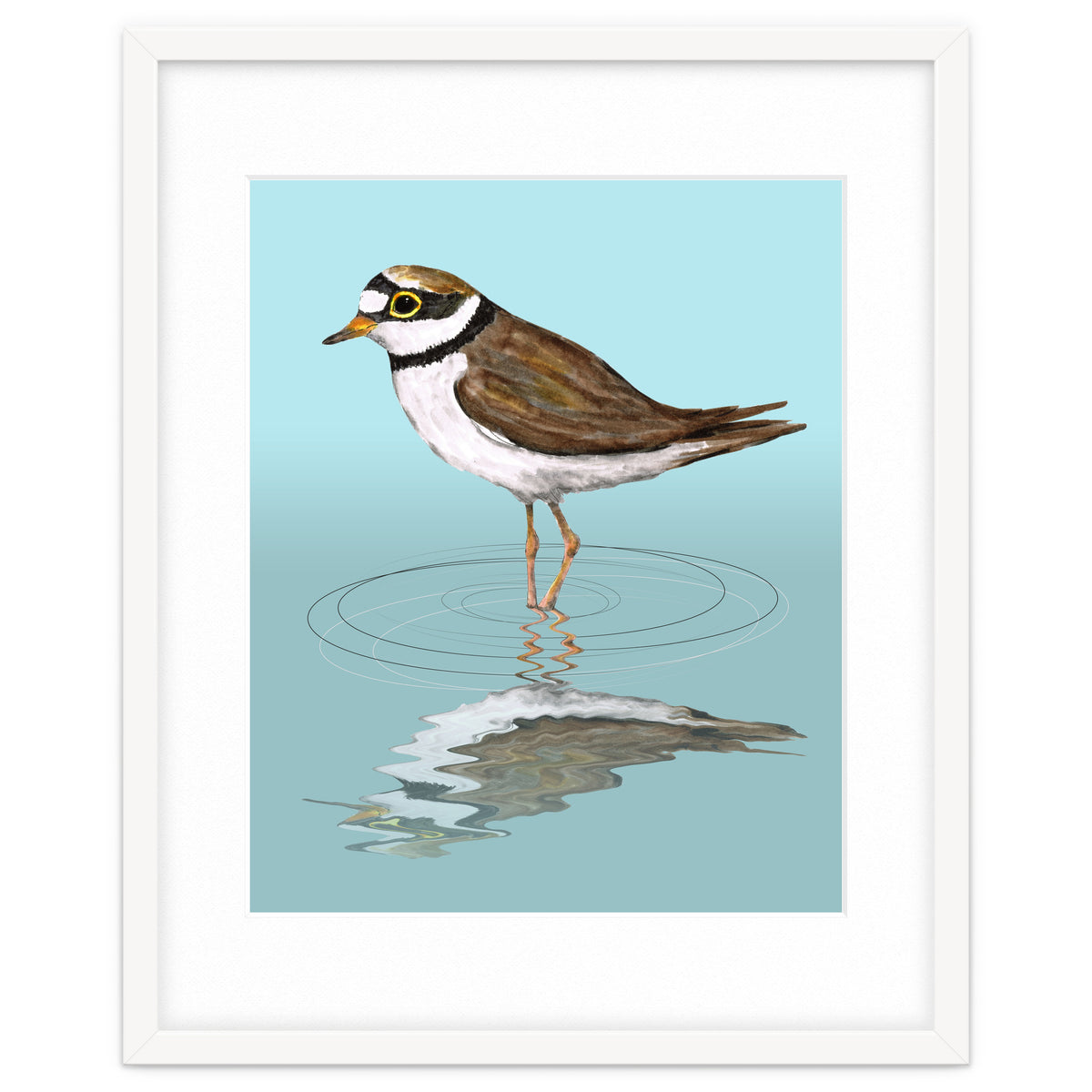 Little ringed  plover