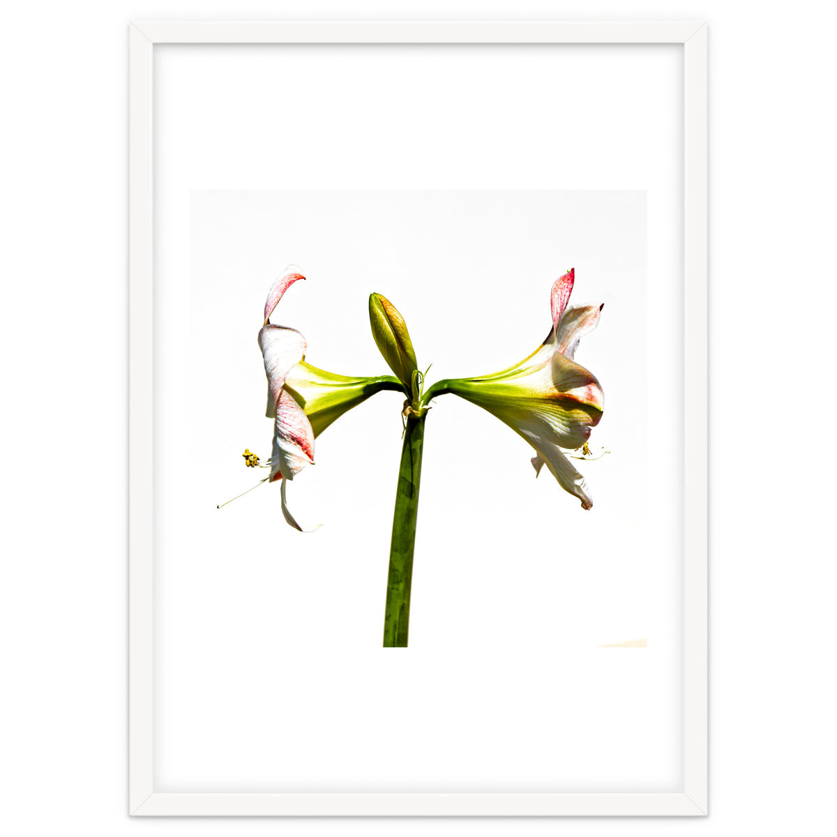 Amaryllis 3